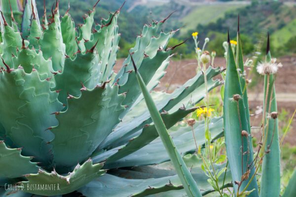 Nueva propuesta busca que se inscriba al mezcal como “cultura líquida” de Oaxaca