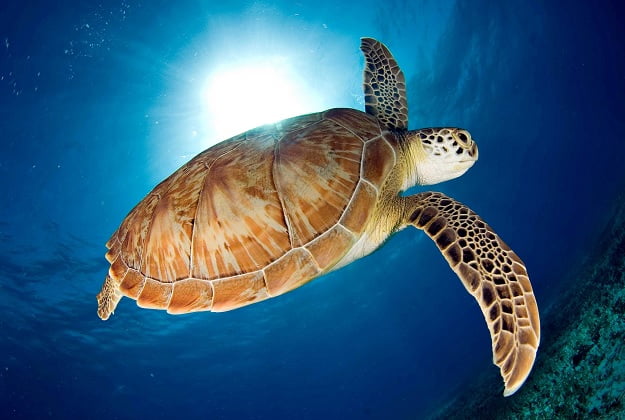 Centro Mexicano de la tortuga en Mazunte Oaxaca