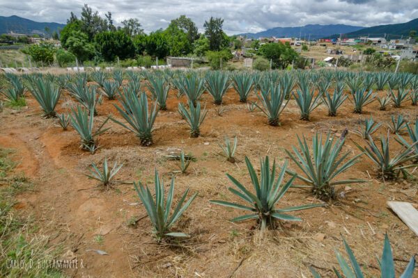 Siembra de maguey