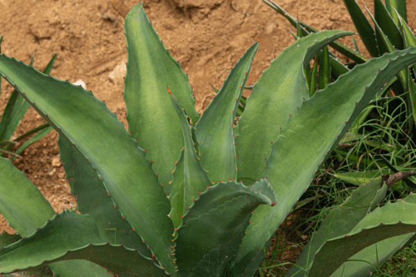 ¡Siempre sí! Estado de México obtendrá Denominación de Origen “Mezcal”