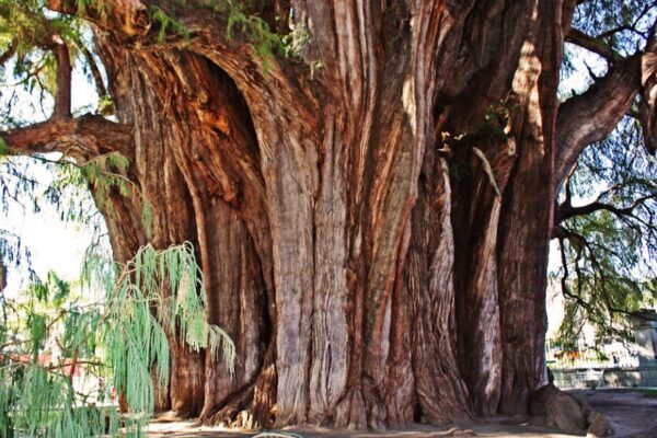 Portada de la Leyenda del Árbol del Tule