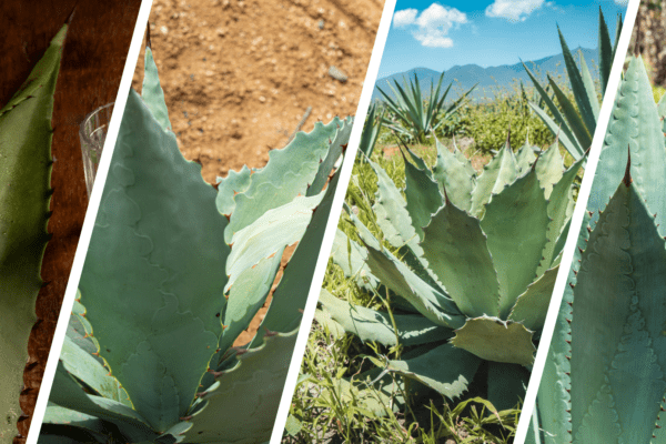 Conoce la Nueva Ruta del Mezcal en Oaxaca