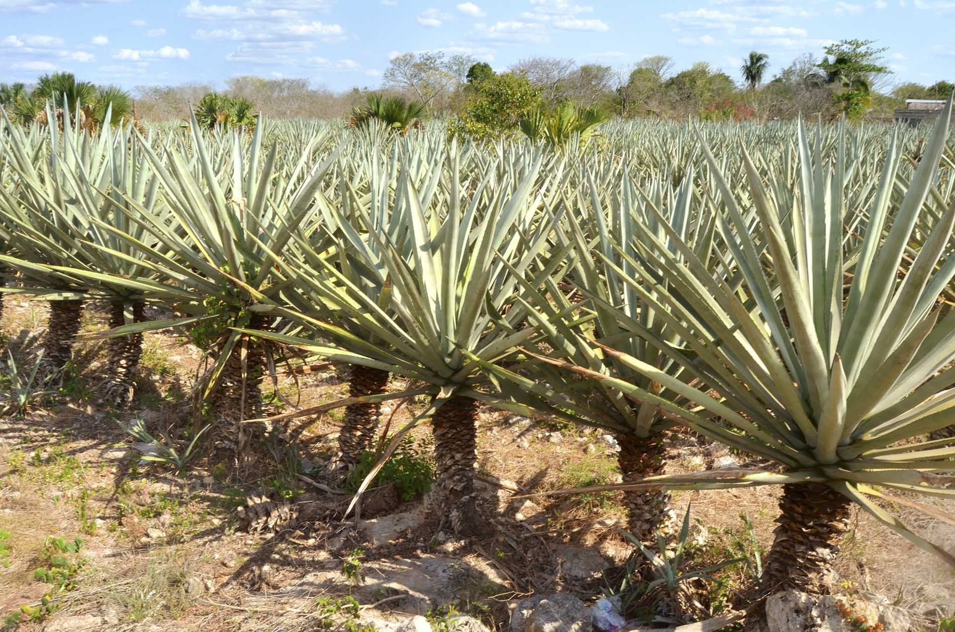Aquí se muestra el henequén, agave de Yucatán.