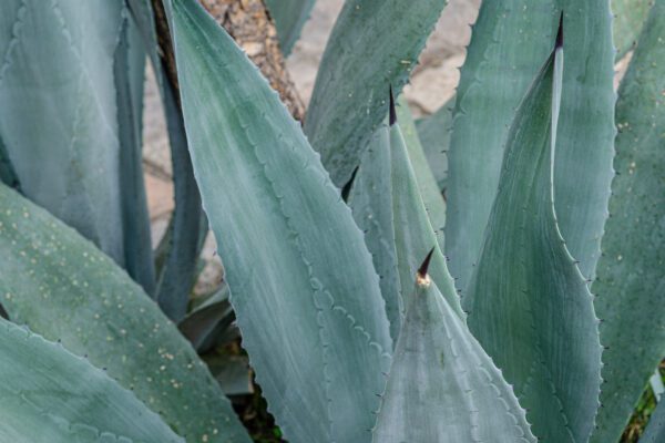 Michoacán se prepara para cultivo de agave libre de deforestación