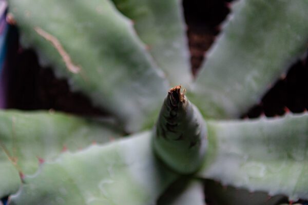 Vive la 18 Feria del Mezcal en Villa Madero, Michoacán
