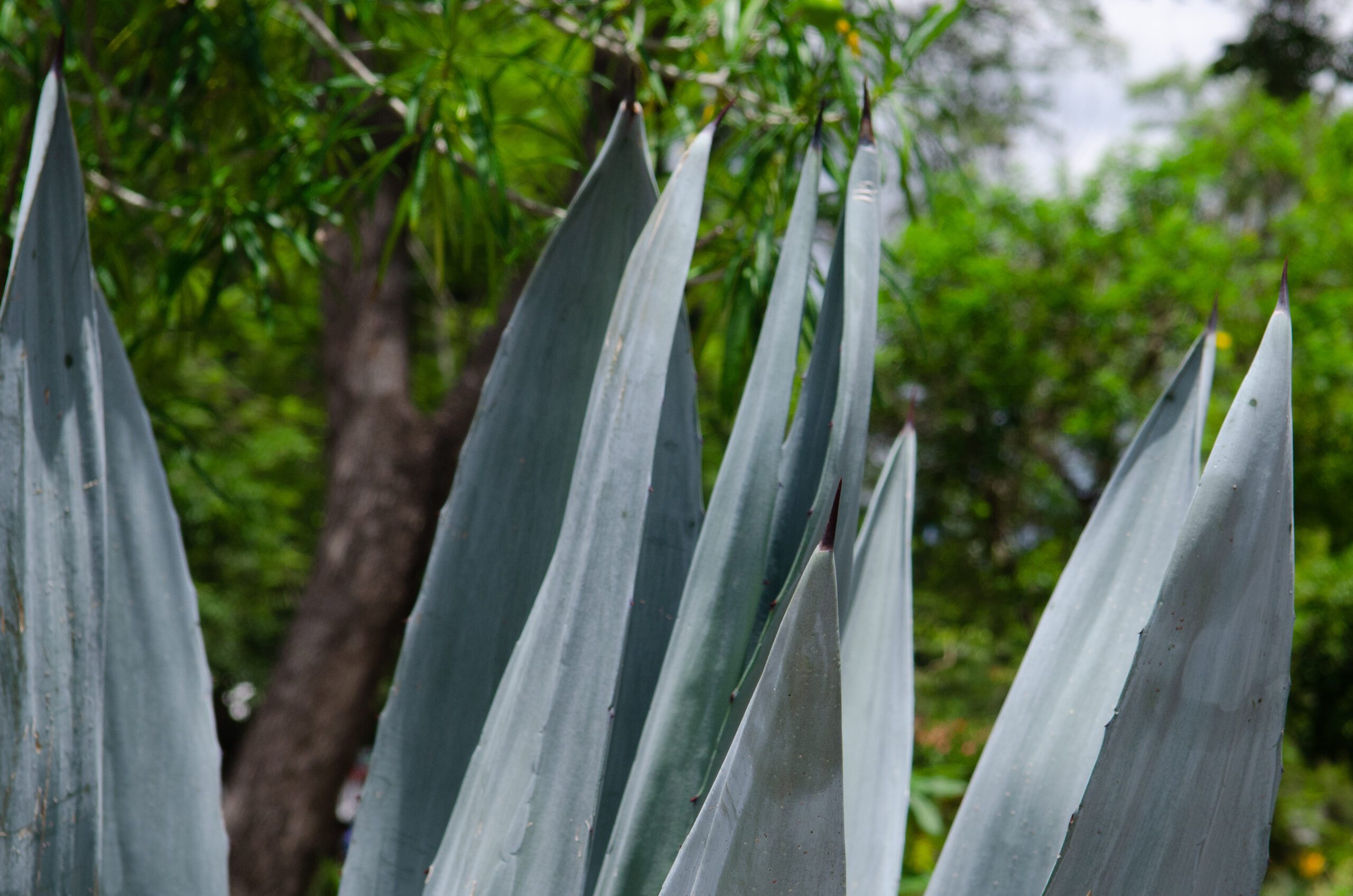 Proyecto oaxaqueño: Instituto Sensorial del Mezcal