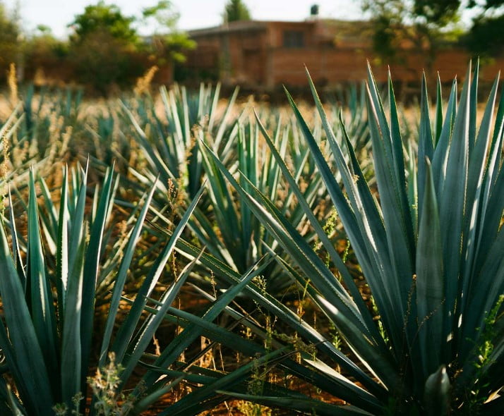 Aquí se muestra el agave con el que se hace la miel, beneficios y consecuencias.