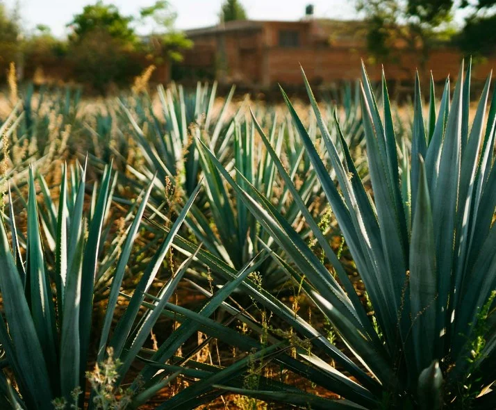 Estos son los beneficios y consecuencias de la miel de agave