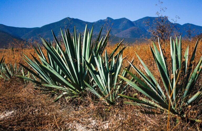 Beneficios y Consecuencias de la Miel de Agave