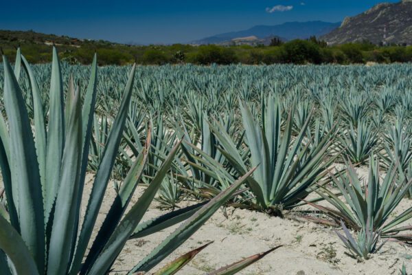 Diferencias entre el destilado de Tequila y de Mezcal