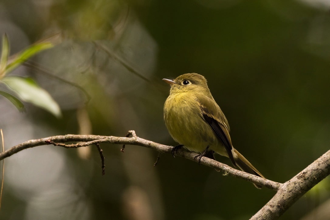 Esta es una invitación para el Festival de Aves de Oaxaca.
