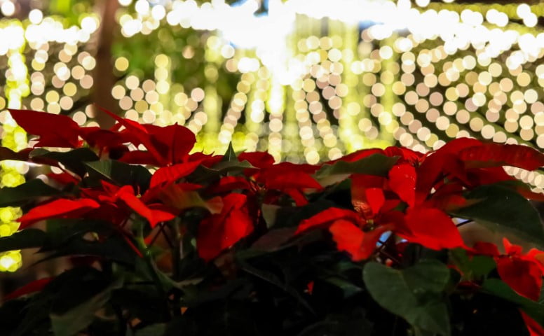 Nochebuenas, que ejemplifican las actividades de diciembre en Oaxaca.