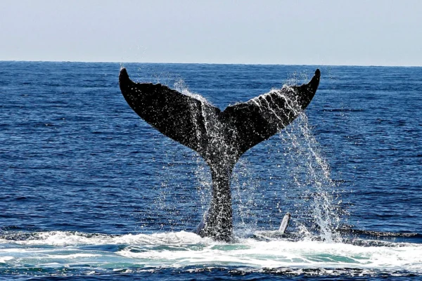 Inicia temporada de avistamiento de ballenas en las costas de Oaxaca Temporada de ballenas en Oaxaca