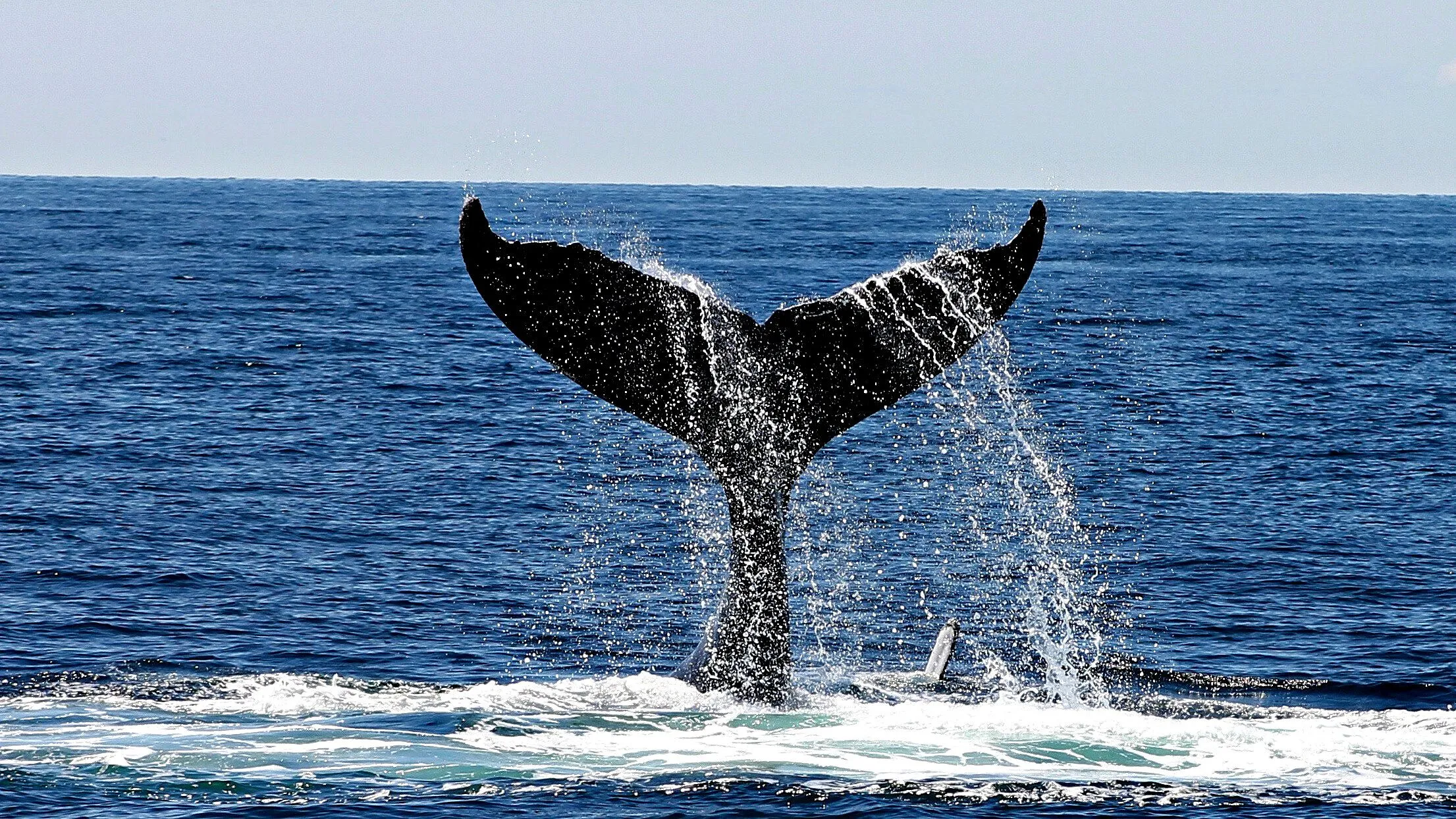 Temporada de ballenas en Oaxaca