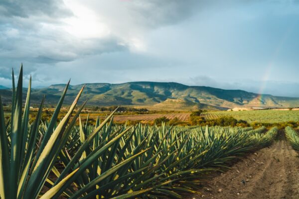 Invitación al Diplomado de Mezcal y Agave del CEMMEZ.