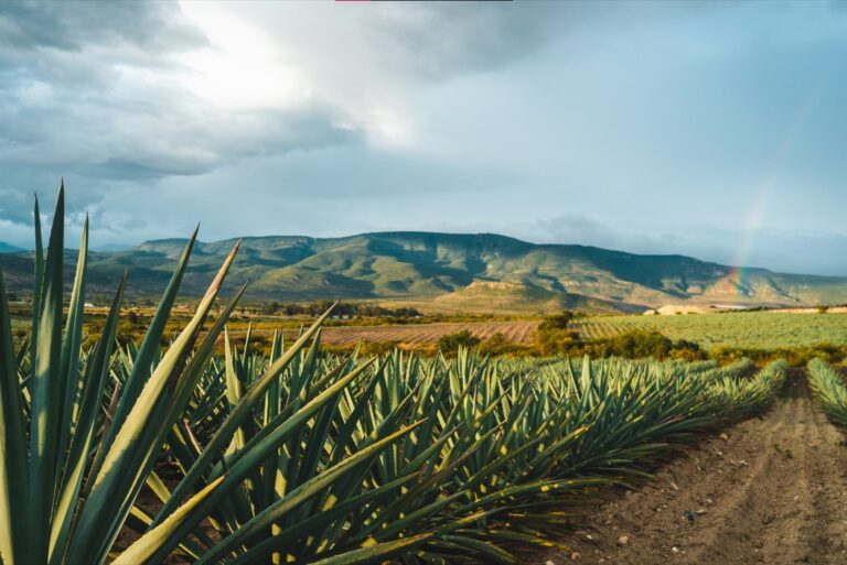 Invitación al Diplomado de Mezcal y Agave del CEMMEZ.
