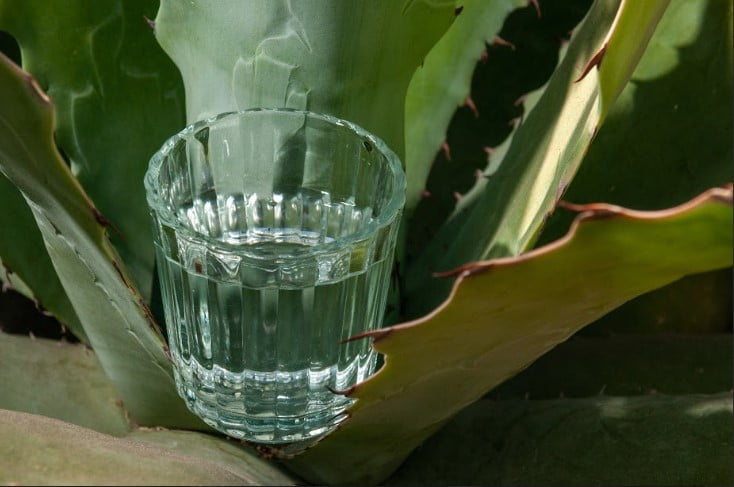 Productores de Sinaloa hacia la Denominación de Origen Mezcal