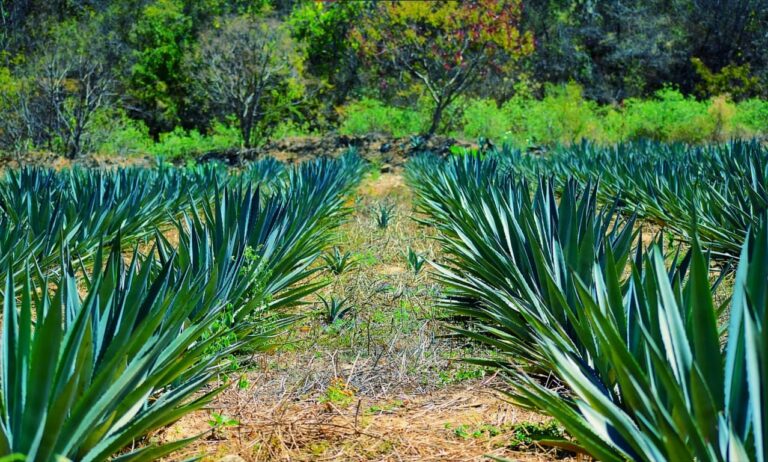 Campos de agave enfrentan sobreproducción.