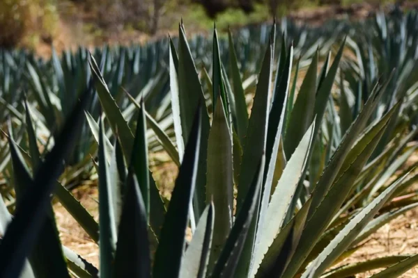 Destilado de agave, tipos y características.