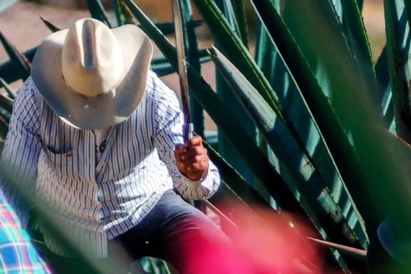 Descubre qué es lo que hace un maestro mezcalero.