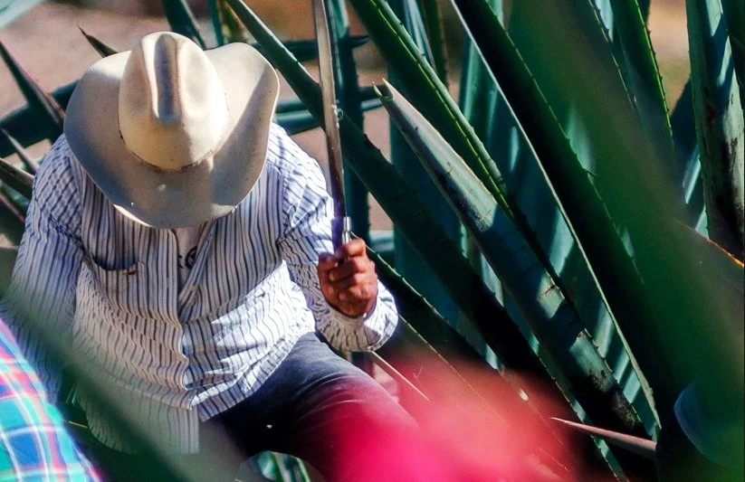 Descubre qué es lo que hace un maestro mezcalero.