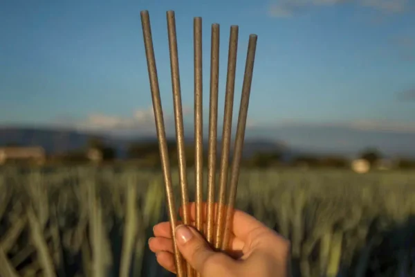 Popotes de fibra de agave.