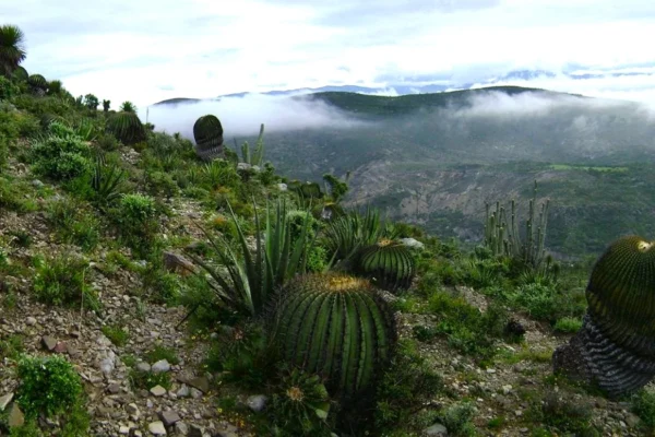 El saqueo de agave está afectando la Reserva de la Biósfera