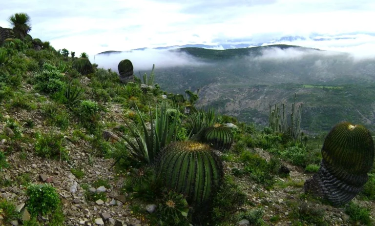 El saqueo de agave está afectando la Reserva de la Biósfera