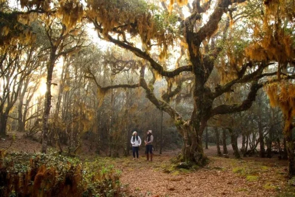 Bosque de Ixtlán, donde la vida jurásica aún florece Bosque de Ixtlán