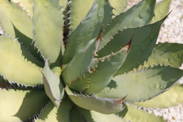 Fondo Agavero Oaxaca