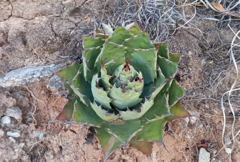 Geoparque Mixteca Alta en Oaxaca