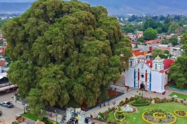 Conoce las leyendas del Árbol del Tule.