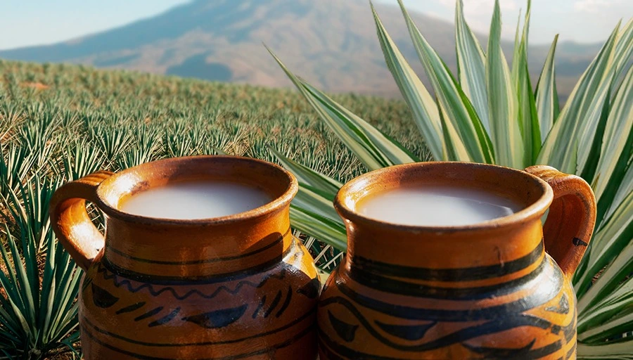Pulque en Oaxaca
