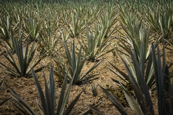 Este proyecto busca contrarrestar el cambio climático con agave en Oaxaca Firman proyecto contra el cambio climático en Oaxaca.