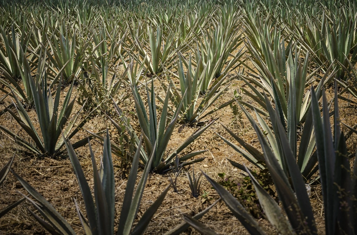 Firman proyecto contra el cambio climático en Oaxaca.