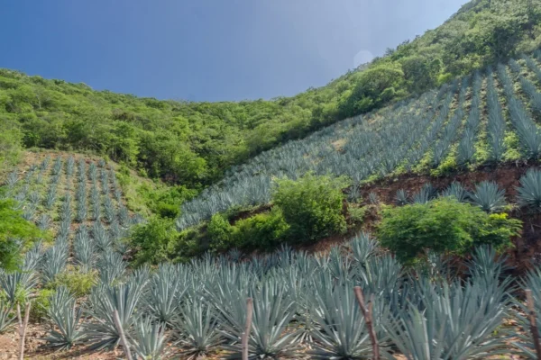 Exceso de agave, una realidad que nos está afectando El exceso de agave está afectando nuestro planeta.