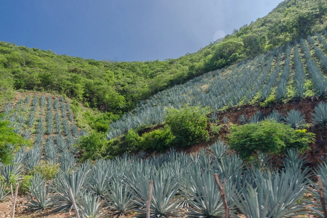 El exceso de agave está afectando nuestro planeta.