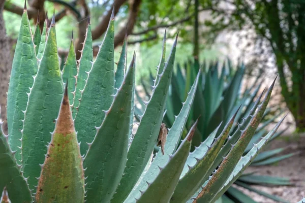 ¿Cuáles son las propiedades curativas del agave? Conoce las propiedades curativas del agave.
