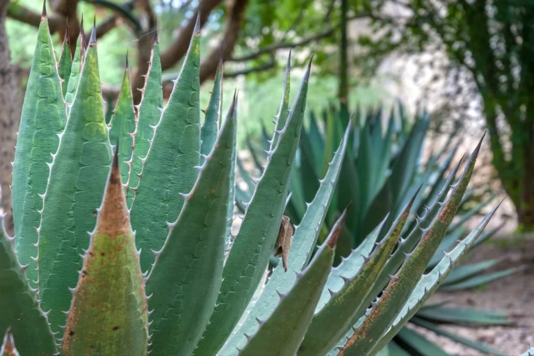 Conoce las propiedades curativas del agave.