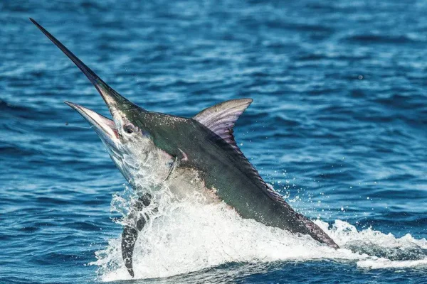 Huatulco se prepara para el Torneo Internacional de Pesca 2024 Torneo Internacional de Pesca Huatulco 2024
