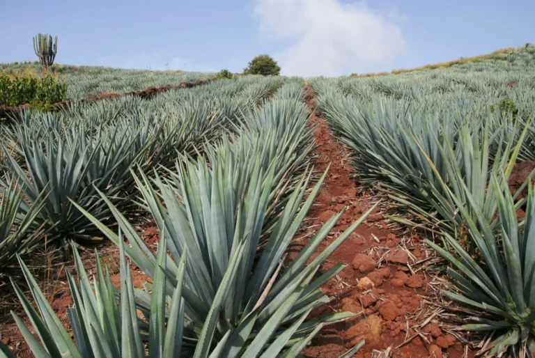 Conoce el origen del mezcal.