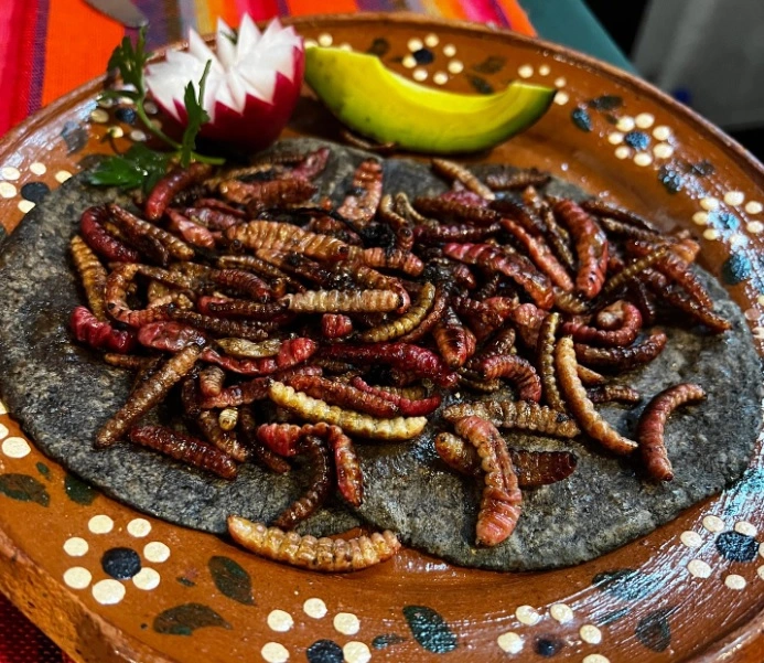 Conoce algunos platillos elaborados con maguey.