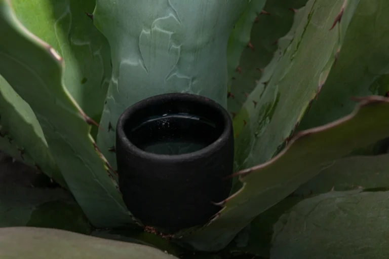 Los 7 destilados de agave (además del mezcal) que tienes que conocer