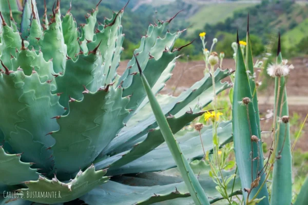 ¿Qués es la biopiratería y cómo afecta al agave mexicano?