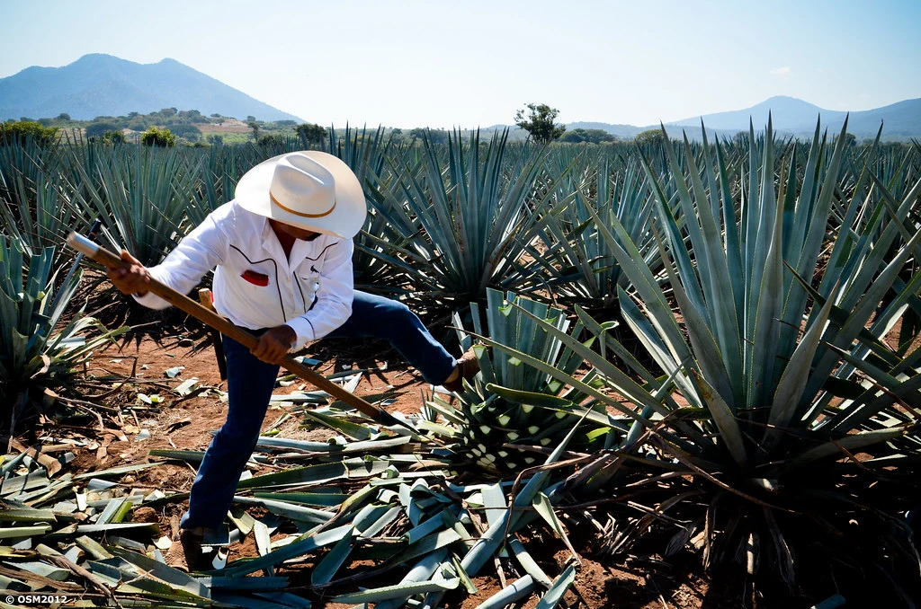 24 de julio, Día Internacional del Tequila