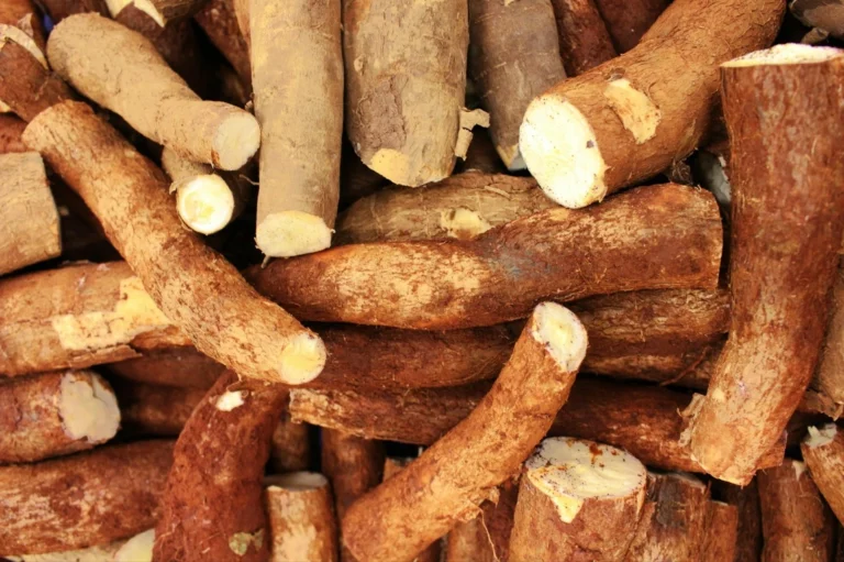 ¿Qué es la yuca? Conócelo en este post