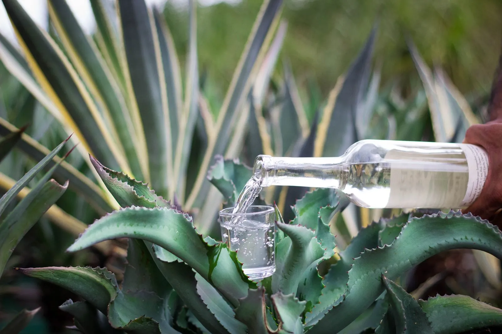 Destilados del agave con Denominación de Origen.